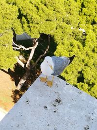 High angle view of seagull perching on rock