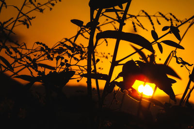 Close-up of silhouette plants against sky during sunset