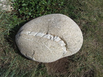 Close-up of grass on field