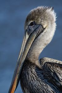 Close-up of a bird