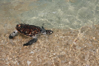 High angle view of crab on shore