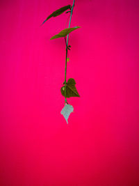 Close-up of pink petals on wall