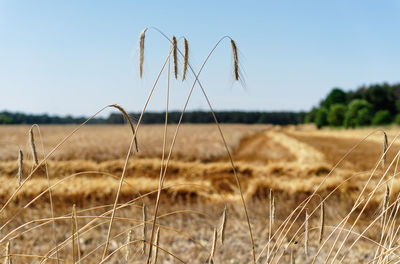 Partly harvested cereal field in dry weather, cloudless sky