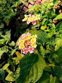 Close-up of yellow flowering plant