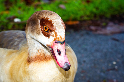 Egyptian goose looking into the camera cheekily 