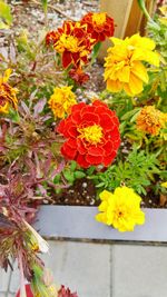 High angle view of marigold flowers blooming outdoors