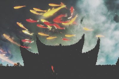 koi carp