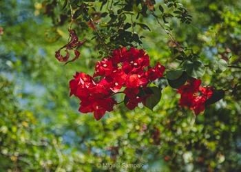 Close-up of red flowering plant