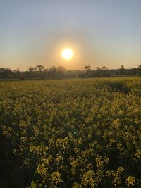 Scenic view of field against sky during sunset