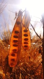 Close-up of dry leaf on field against sky