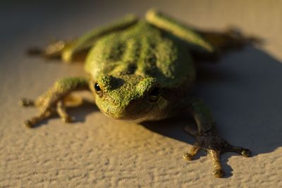 Close up of green plant