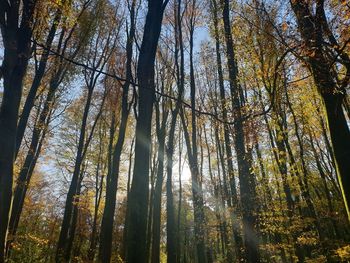 Low angle view of sunlight streaming through trees in forest