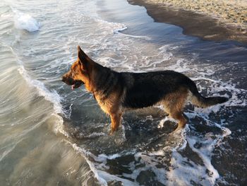 Dog on beach