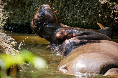 High angle view of sea lion in lake