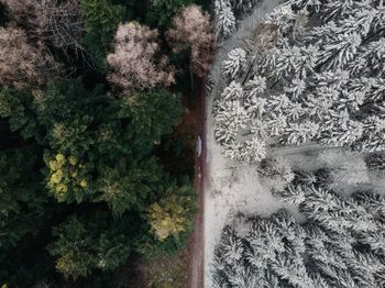 High angle view of trees on land in forest