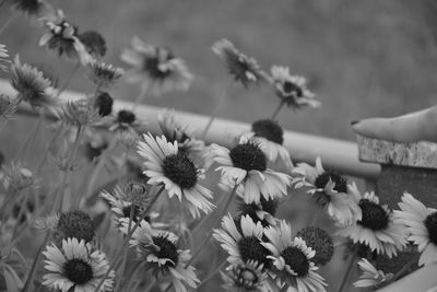 Close-up of flowering plants against blurred background