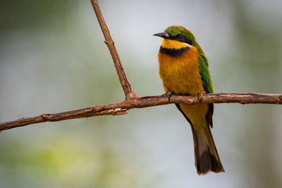 Close-up of little bee-eater perching on twig