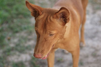 Close-up of a dog