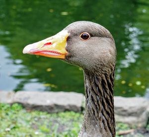 Close-up of a bird