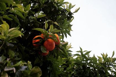 Close-up of fruits on tree