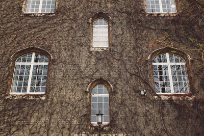 Low angle view of dried ivy on old building