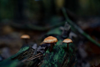 3 mushrooms agaisnt a dark forest