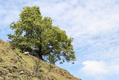 Tree against sky