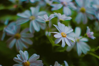 Close-up of flowers blooming outdoors