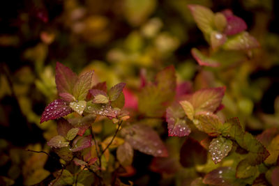 Close-up of water drops on leaves of flowering plant