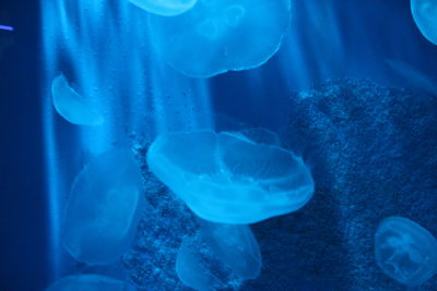 Close-up of jellyfish swimming in sea