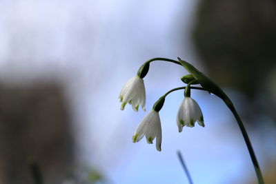 Close-up of white flowering plant