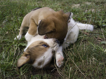 View of two cats lying on field