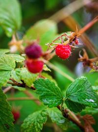 Close-up of red berries growing on plant