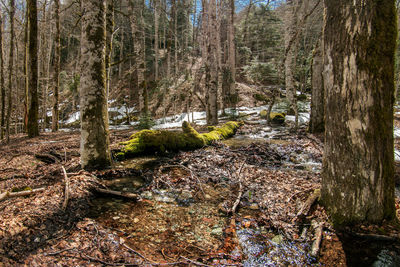 Plants and trees in forest