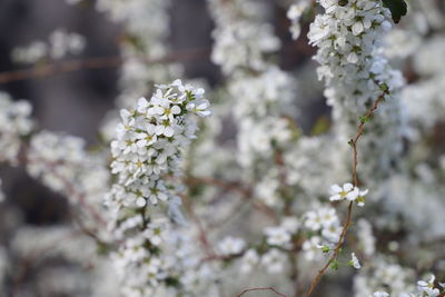 Thunbery spirea