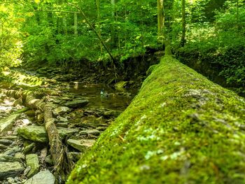 Stream flowing through rocks in forest