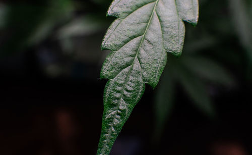 Close-up of green leaves