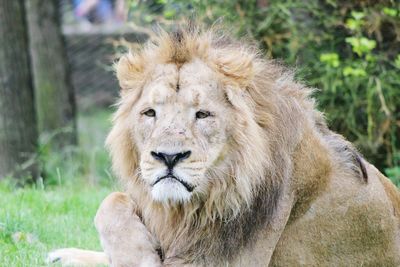 Close-up portrait of lion