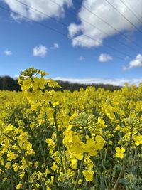 Scenic view of yellow flowering plants against sky