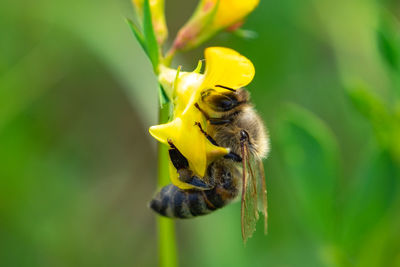 Close-up of bee pollinating on flower