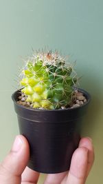 Close-up of hand holding cactus in potted plant