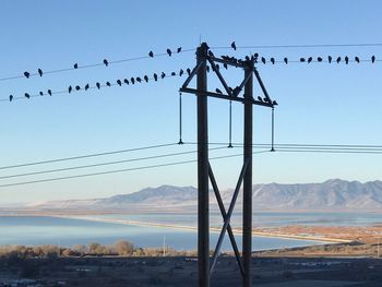 Birds flying by electricity pylon against clear sky