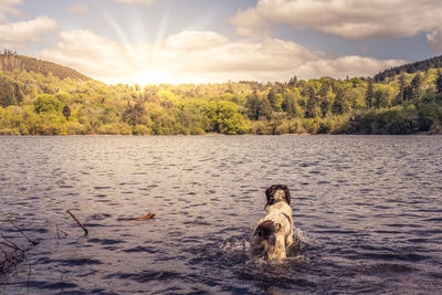 Dog in lake against sky during sunset