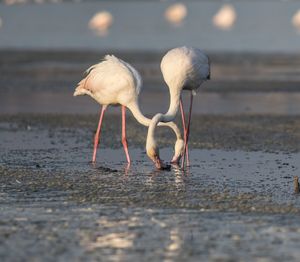 View of birds on the beach