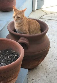 High angle view of cat sitting on potted plant