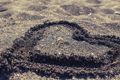 High angle view of crab on sand