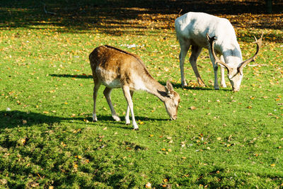 Fallow deer grazing on field