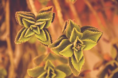 Close-up of green leaves on plant