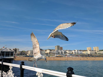 Seagull flying over sea by city against sky