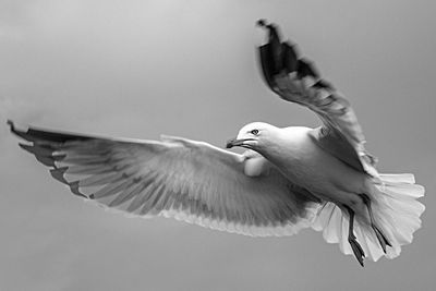 Low angle view of birds in flight